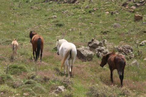 A herd of wild horses  Stock Photos