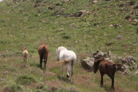 A herd of wild horses  Stock Photos