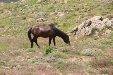 A herd of wild horses  Stock Photos