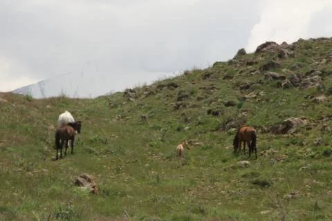 A herd of wild horses  Stock Photos