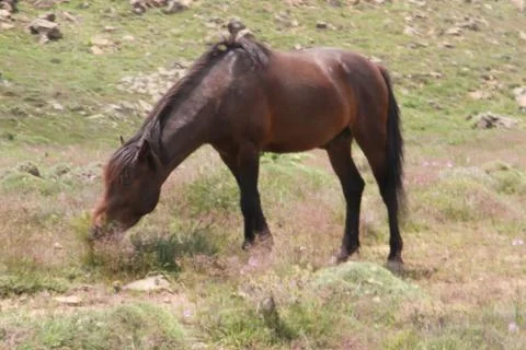 A herd of wild horses  Stock Photos