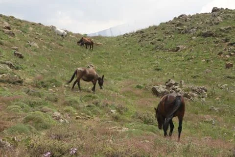 A herd of wild horses  Stock Photos
