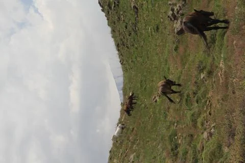 A herd of wild horses  Stock Photos