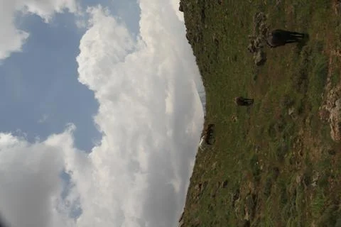 A herd of wild horses  Stock Photos