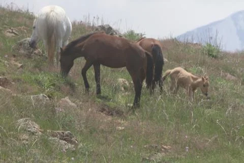 A herd of wild horses  Stock Photos