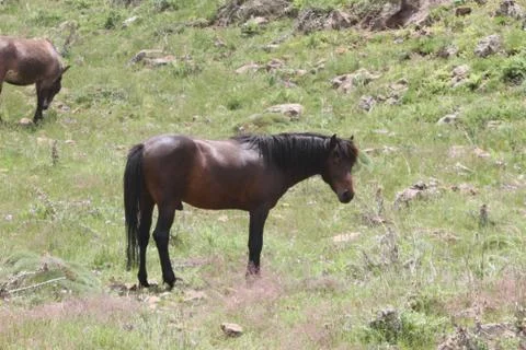 A herd of wild horses  Stock Photos