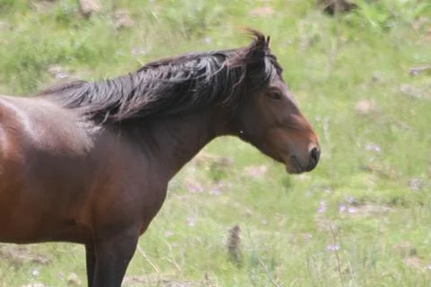 A herd of wild horses  Stock Photos