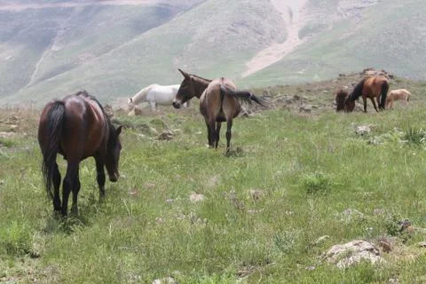 A herd of wild horses  Stock Photos