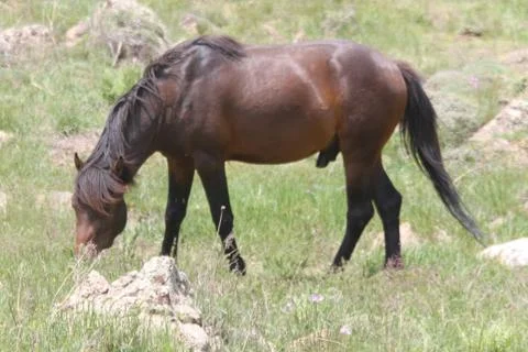 A herd of wild horses  Stock Photos