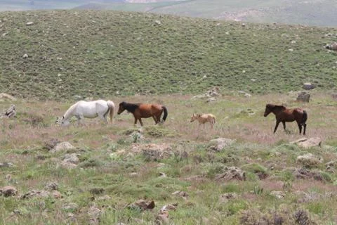A herd of wild horses  Stock Photos