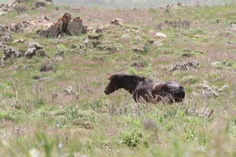 A herd of wild horses  Stock Photos