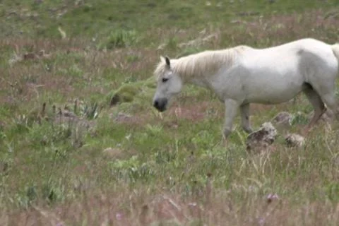 A herd of wild horses  Stock Photos