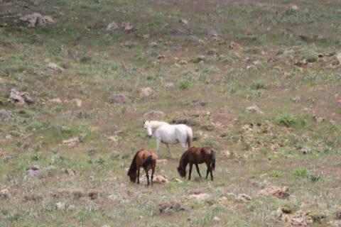 A herd of wild horses  Stock Photos