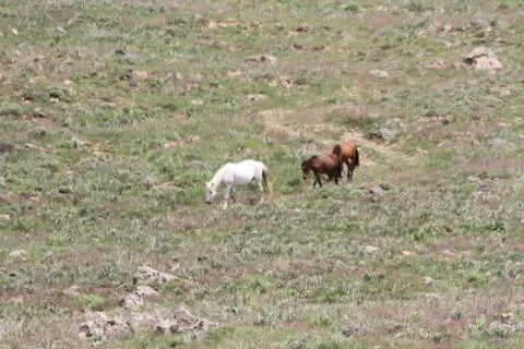 A herd of wild horses  Stock Photos
