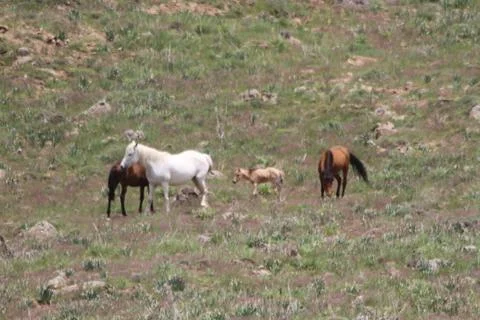 A herd of wild horses  Stock Photos