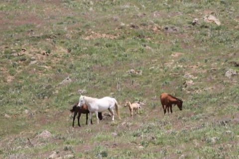 A herd of wild horses  Stock Photos