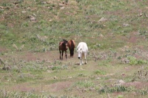A herd of wild horses  Stock Photos
