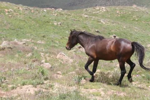A herd of wild horses  Stock Photos