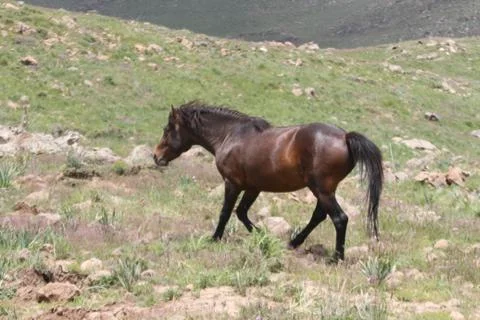 A herd of wild horses  Stock Photos
