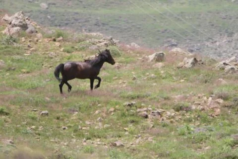 A herd of wild horses  Stock Photos