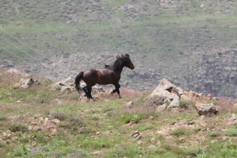 A herd of wild horses  Stock Photos