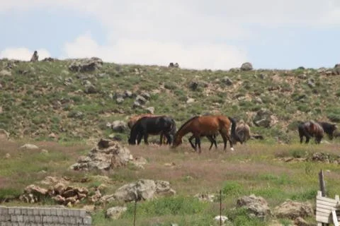A herd of wild horses  Stock Photos