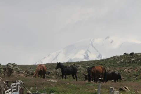 A herd of wild horses  Stock Photos