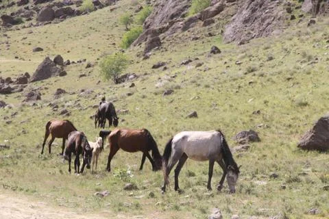A herd of wild horses  Stock Photos