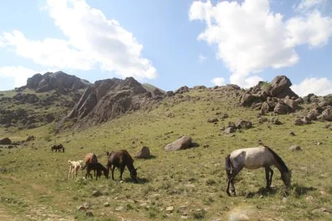 A herd of wild horses  Stock Photos