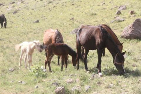 A herd of wild horses  Stock Photos