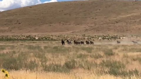 Herd of wild horses running on a deserted field Stock Footage