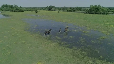Herd of wild horses running on the grass field close to river Danube Stock Footage 170270341