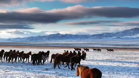 Herd of wild horses running through snowy plains in winter Stock Footage 314681013