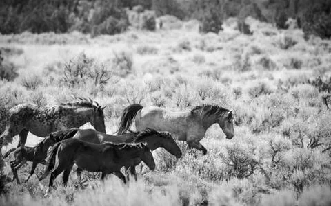 A herd of wild horses running through the Utah desert Stock-Fotos