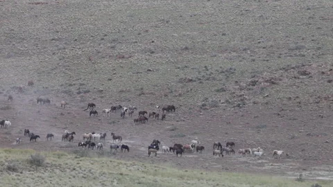 Herd of  Wild Horses Running  in the Utah Desert in Springtime Stock Footage 336215593
