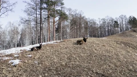 A herd of wild marals basking in the sun on the top of a mountain. Stock Footage 150931606