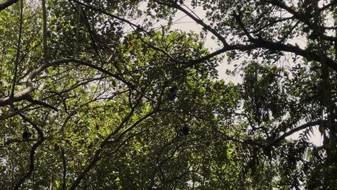 Herd of wild monkeys jumping on branches in the jungle,sunny hearth Stock Footage 218002115