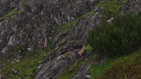 Herd of wild mountain goats climbing a steep rocky slope in the alps Stock Footage 318961925