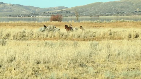 Herd of Wild Mustangs Run Through Grass Field Stock Footage 146761057