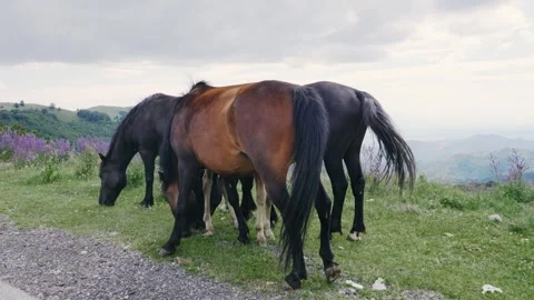 A herd of wild pinto colored horses of a pasture of wilderness area, slow mot Stock Footage 248644580