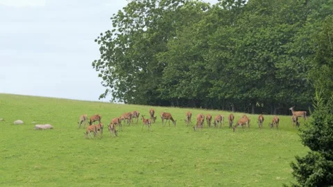 Herd of wild red deer grazing peacefully in a green meadow 스톡 동영상 338232812