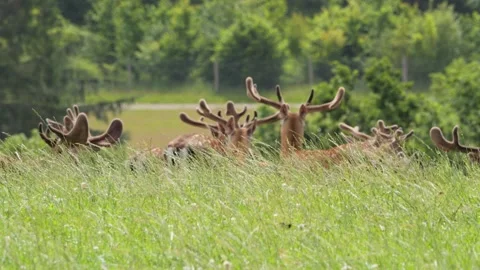 Herd of wild red deer resting in green grass meadow Vídeo Stock 338231855