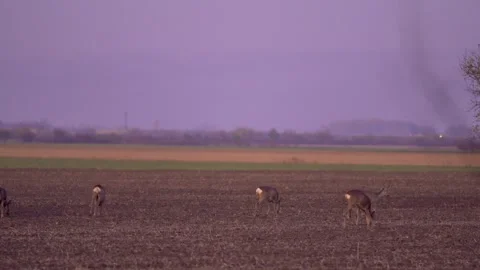 Herd of Wild Roe Deer Grazing in a Field at Dusk. Stock Footage 345047149