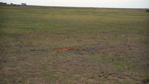 Herd of Wild Saiga Antelopes Stock Footage 157386125