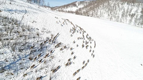 Herd of Wild siberian deer Видео 113544012