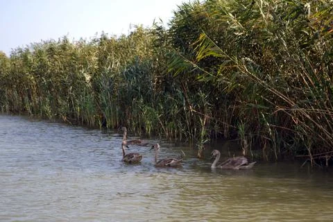 Herd of wild swans (Cygnus olor) walks on a canal in the Danube Delta Stock Photos