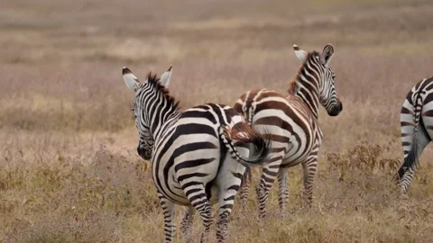 Herd Of Wild Zebras Stock Footage 326497786
