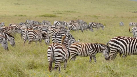 Herd Of Wild Zebras Stock Footage 326497854