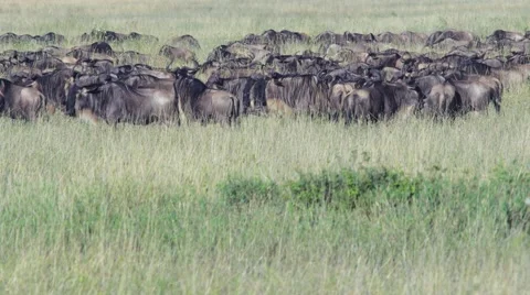 Herd of wildebeest 02 Stock Footage 60389232