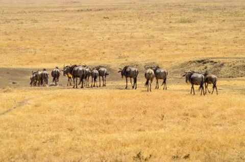 Herd of wildebeest busy Foto stock